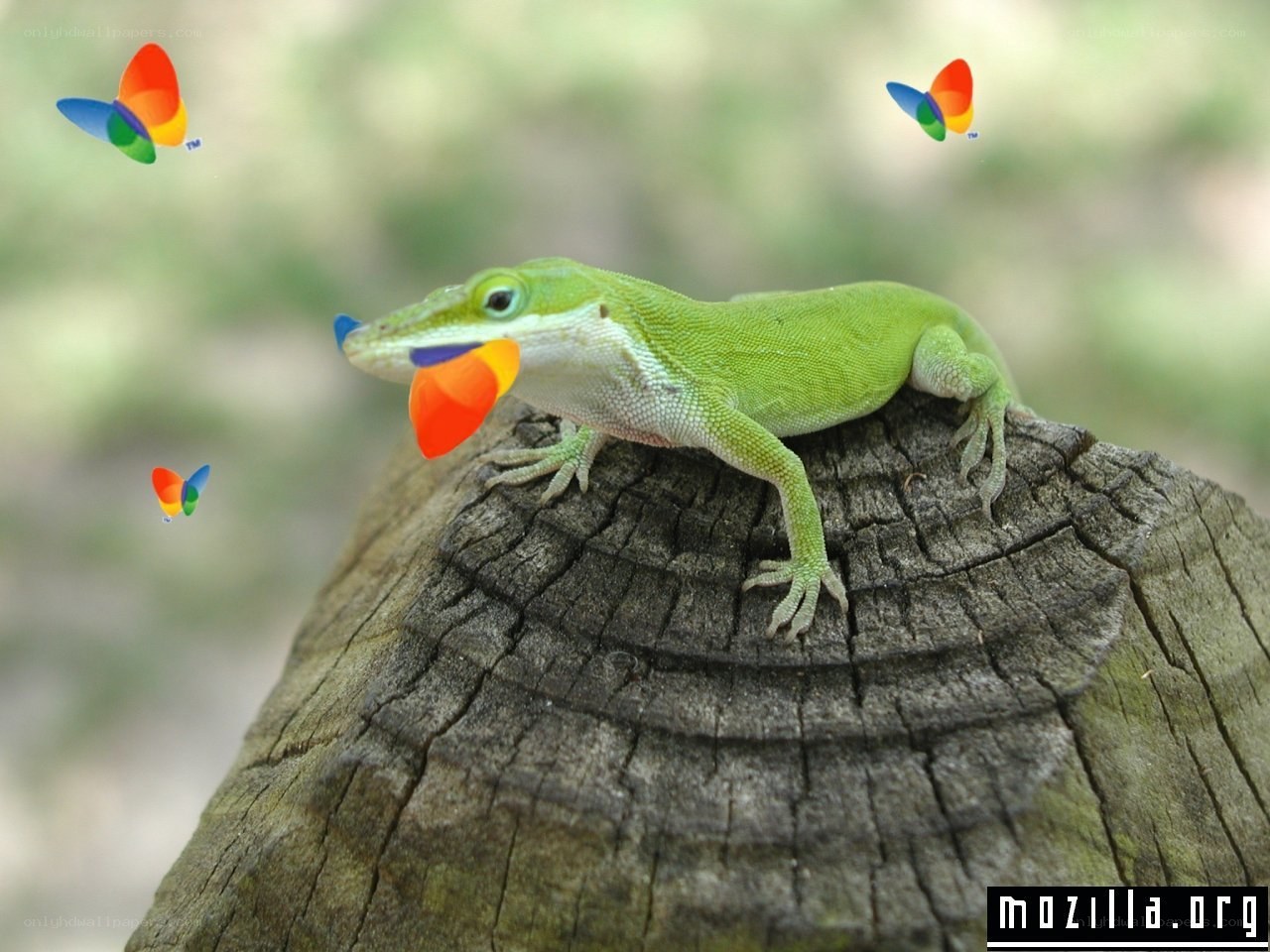 Green lizard with colorful butterflies