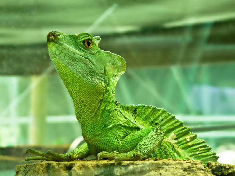green lizard with frill