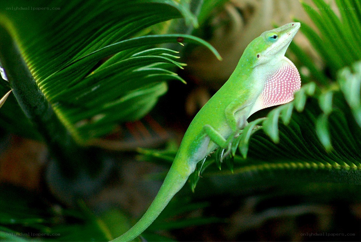 Green lizard with pink dewlap