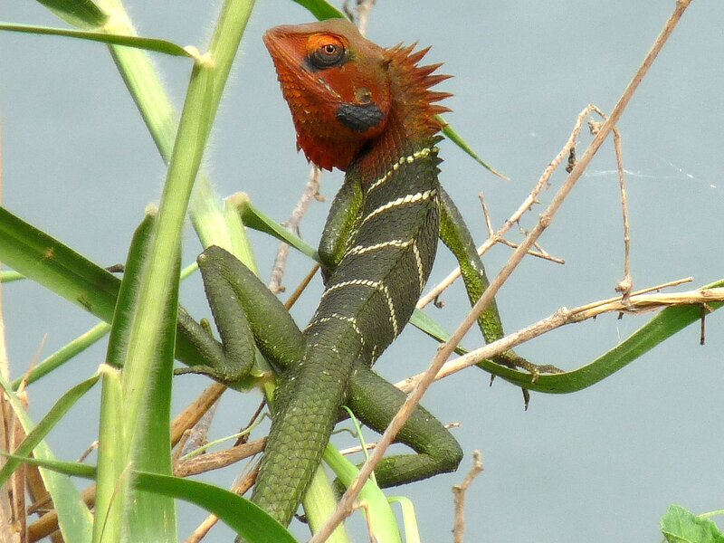 Green Lizard with Red Head