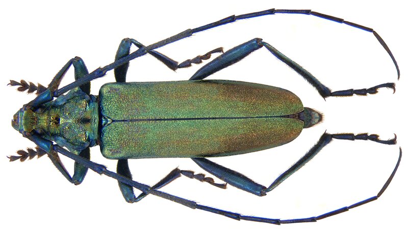 green longhorn beetle