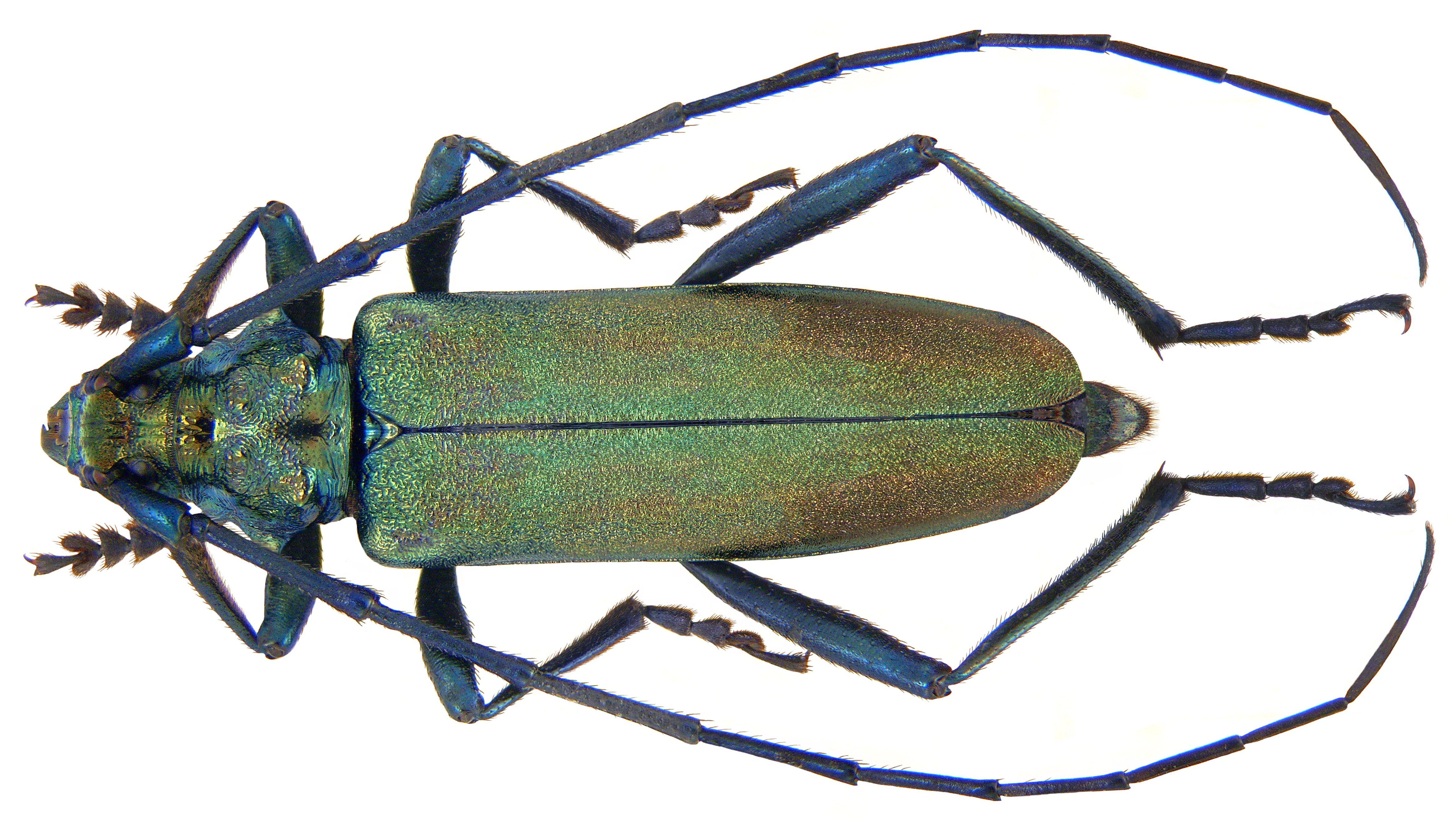 green longhorn beetle