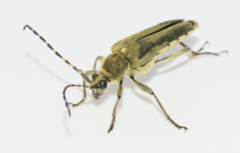 green longhorn beetle