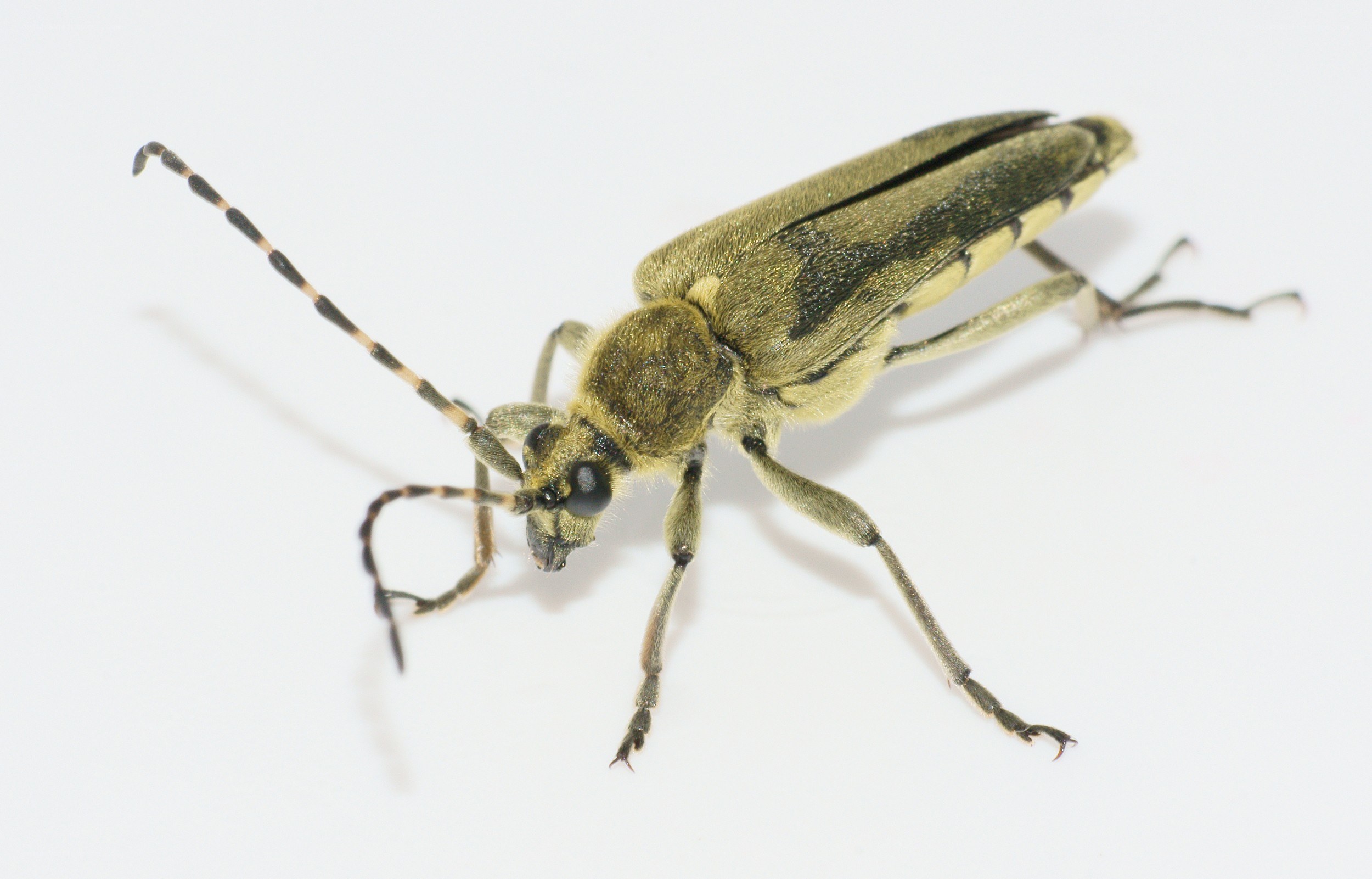 green longhorn beetle