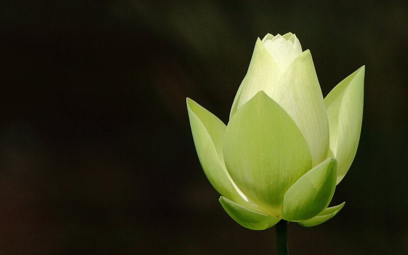 Green Lotus Bud