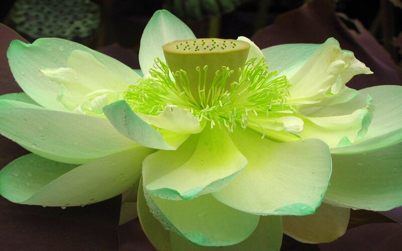 Green Lotus Flower