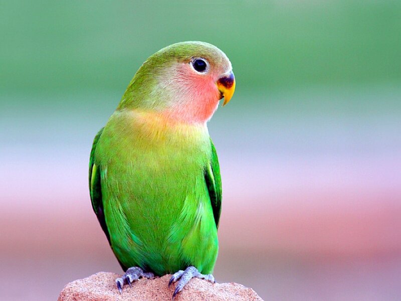 Green Lovebird