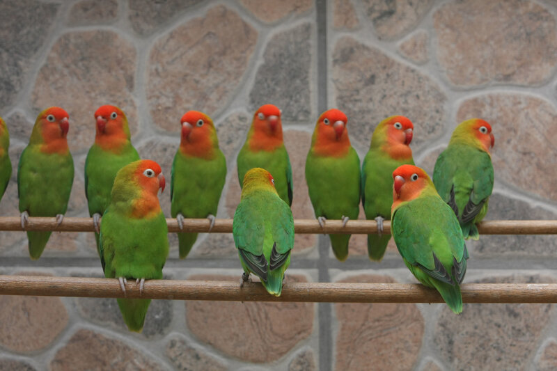 Green Lovebirds on Perch