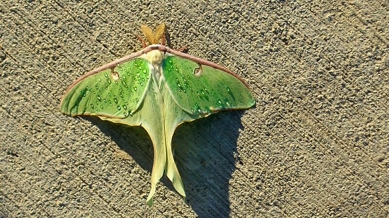 Green Luna Moth — Calm, Afternoon