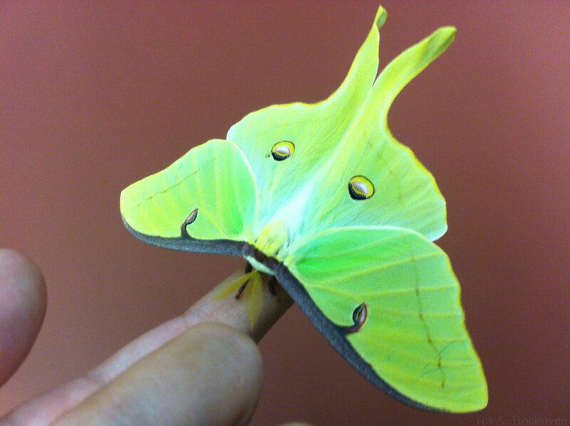 Green Luna Moth — Calm, Photograph