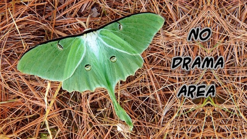 Green Luna Moth — Calm