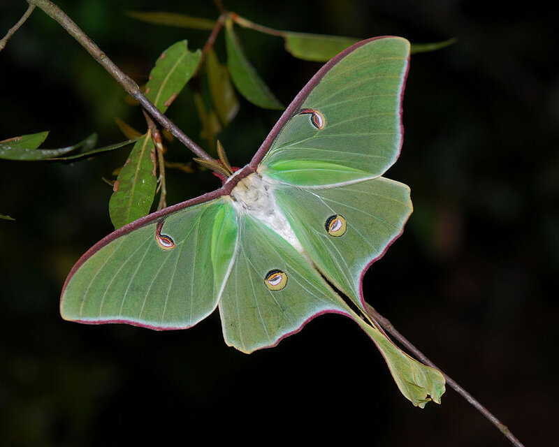 Green Luna Moth — Natural, Night, Photograph