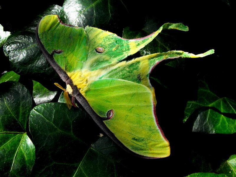 Green Luna Moth — Natural, Night