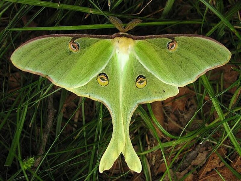 Green Luna Moth — Natural, Photograph