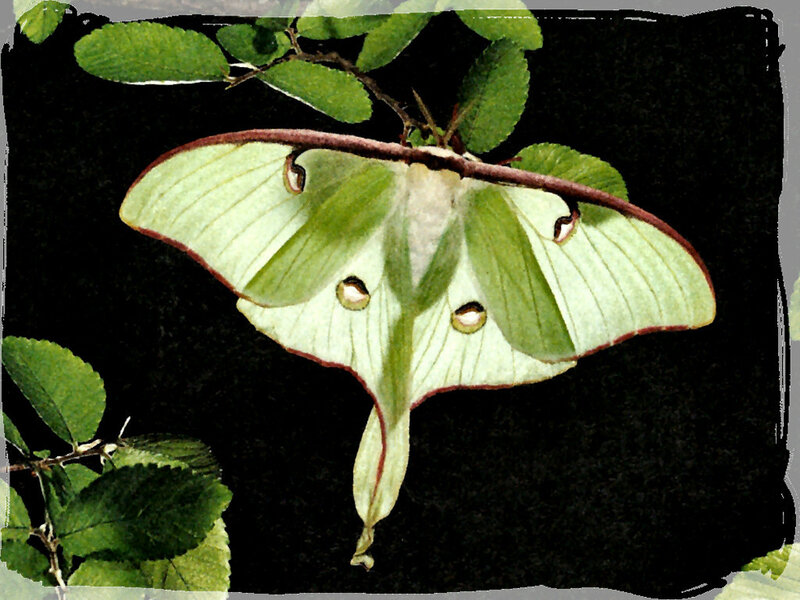 Green Luna Moth — Natural