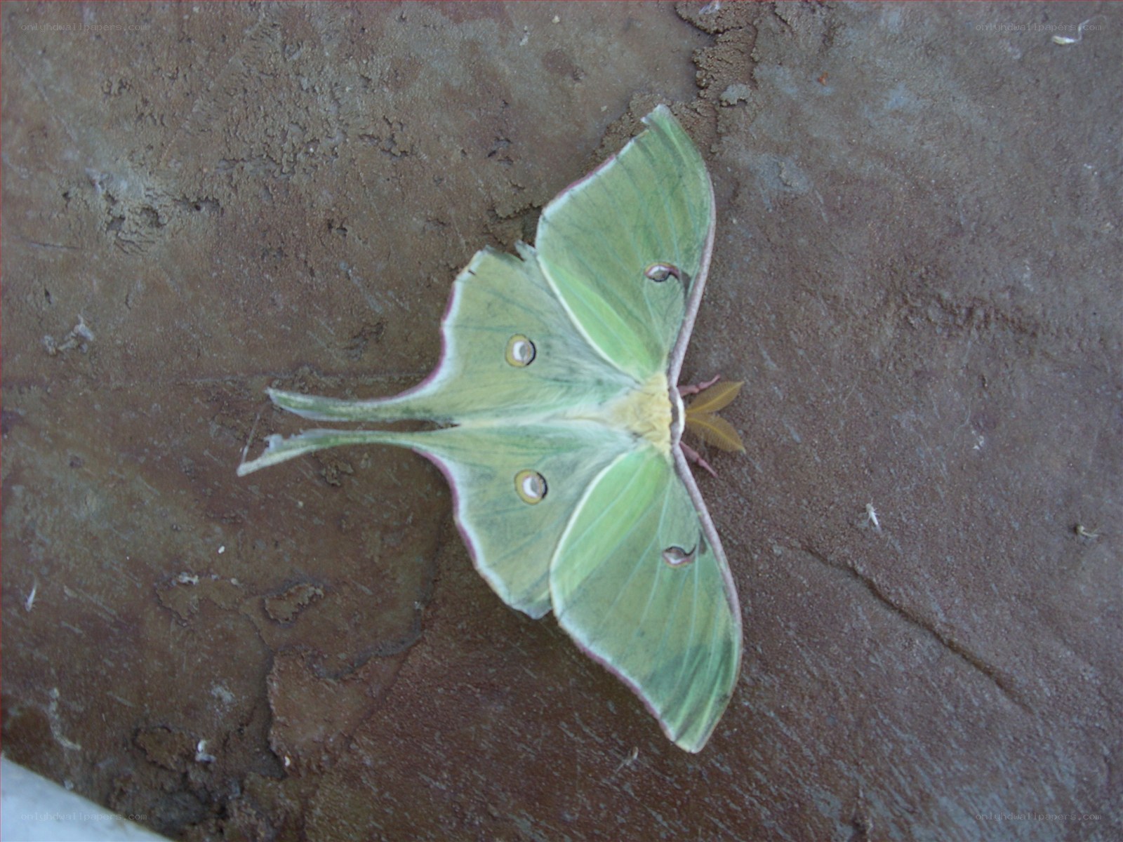 green luna moth on concrete