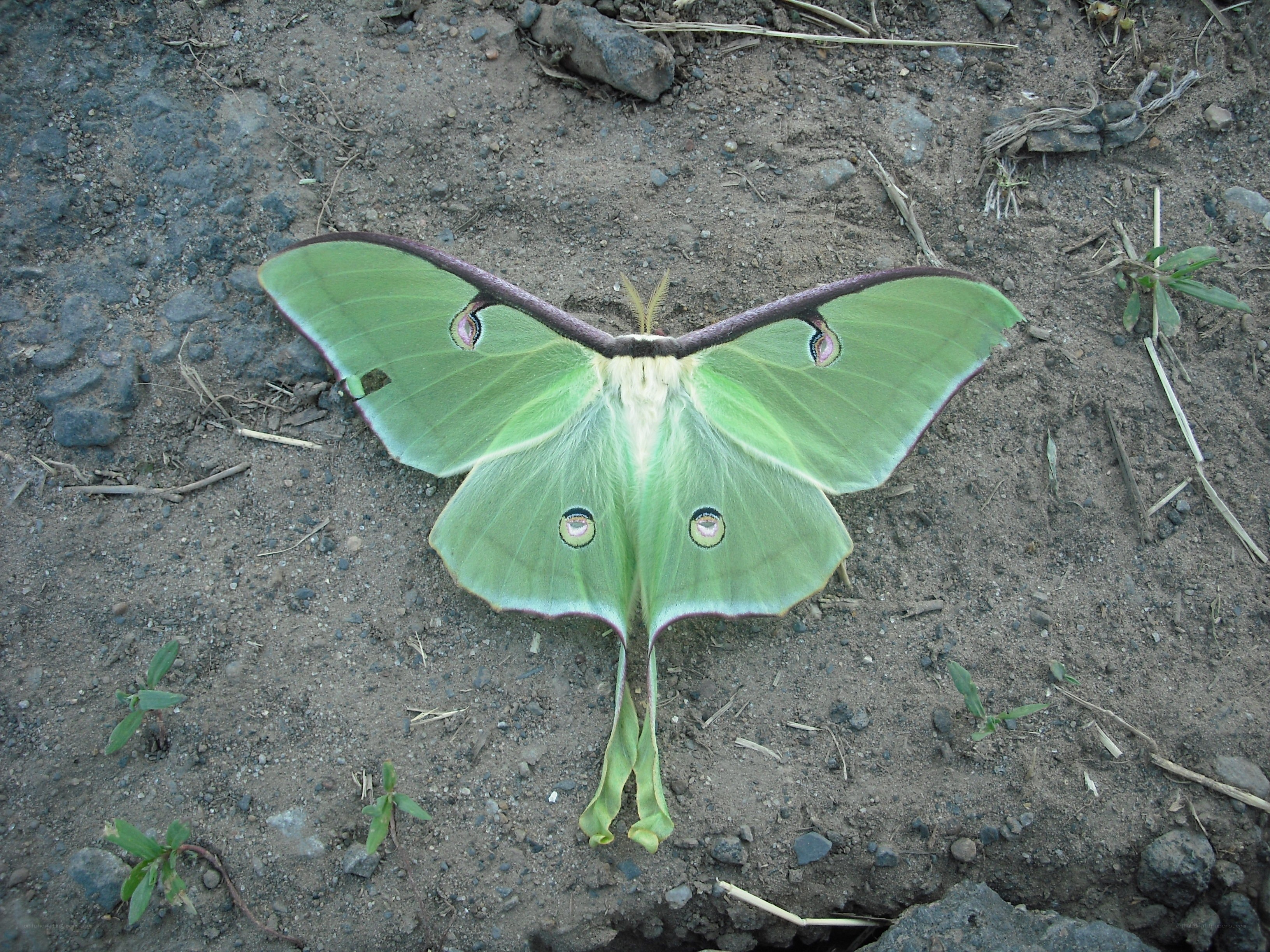 green luna moth on ground