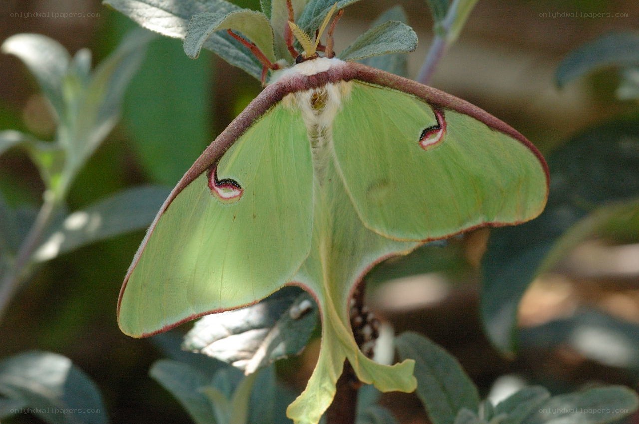 Green luna moth on leaf