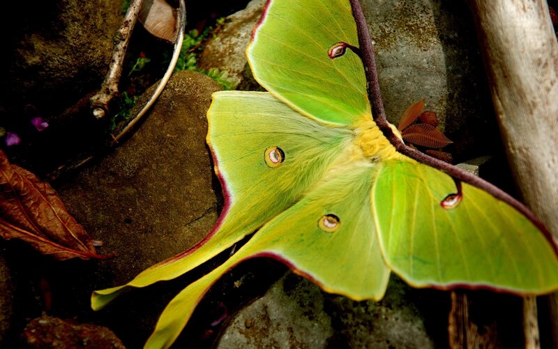 Green luna moth on rocks
