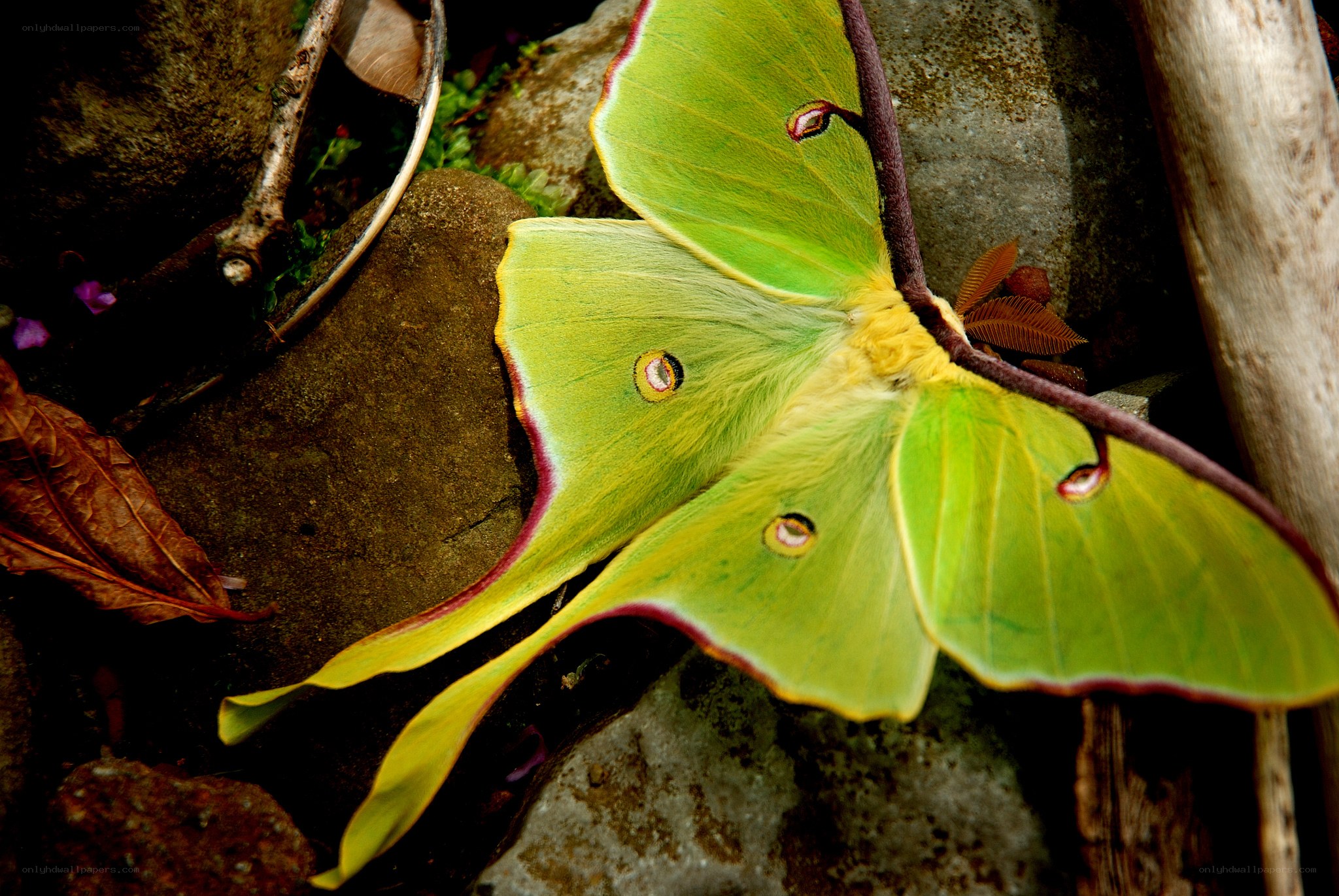 Green luna moth on rocks
