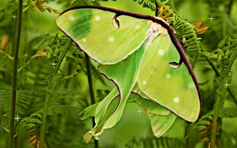 Green Luna Moth — Serene, Photograph, Fern