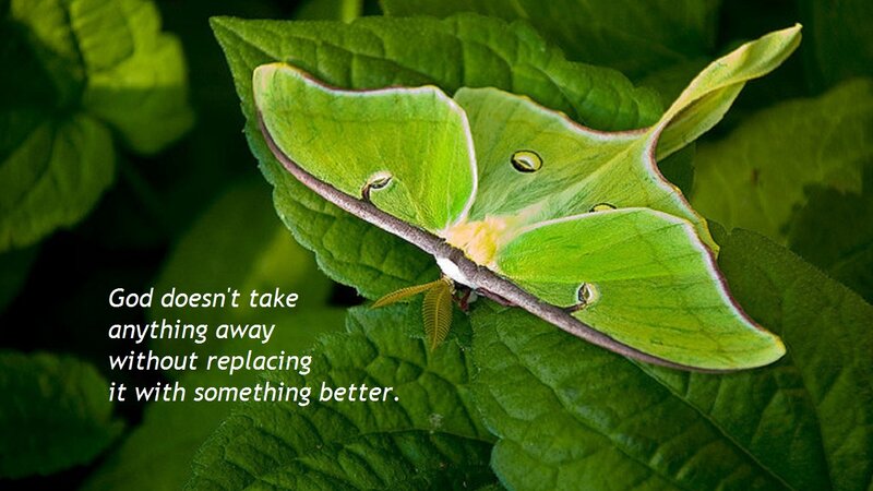 Green Luna Moth — Serene, Photograph