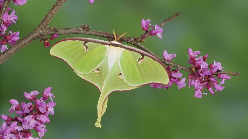 Green Luna Moth — Serene, Spring