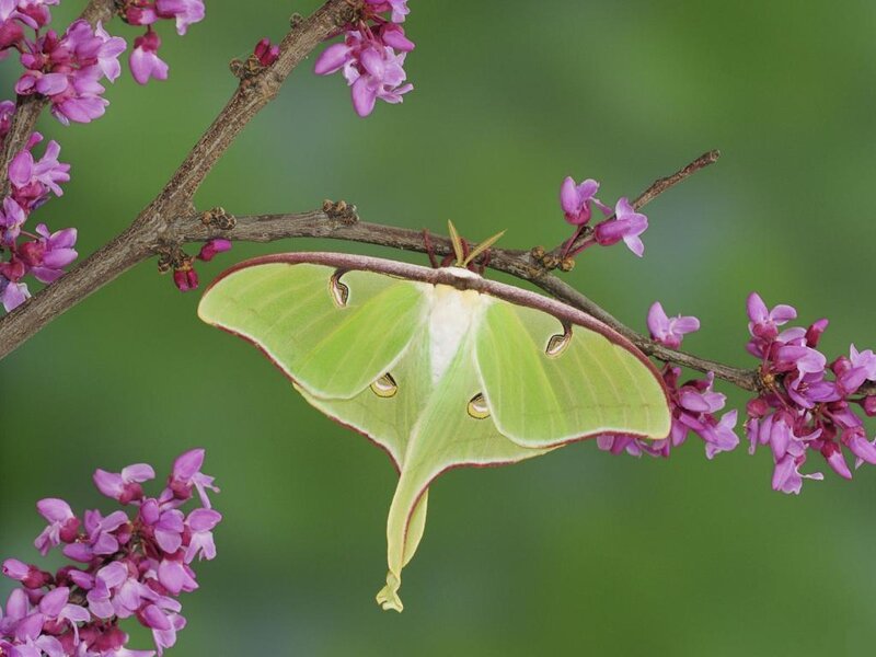 Green Luna Moth — Serene