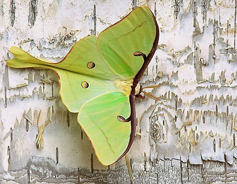 Green Luna Moth
