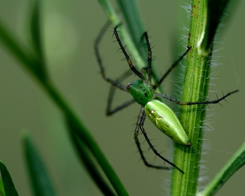 Green Lynx Spider — Natural