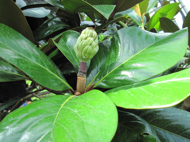 Green Magnolia Bud — Natural