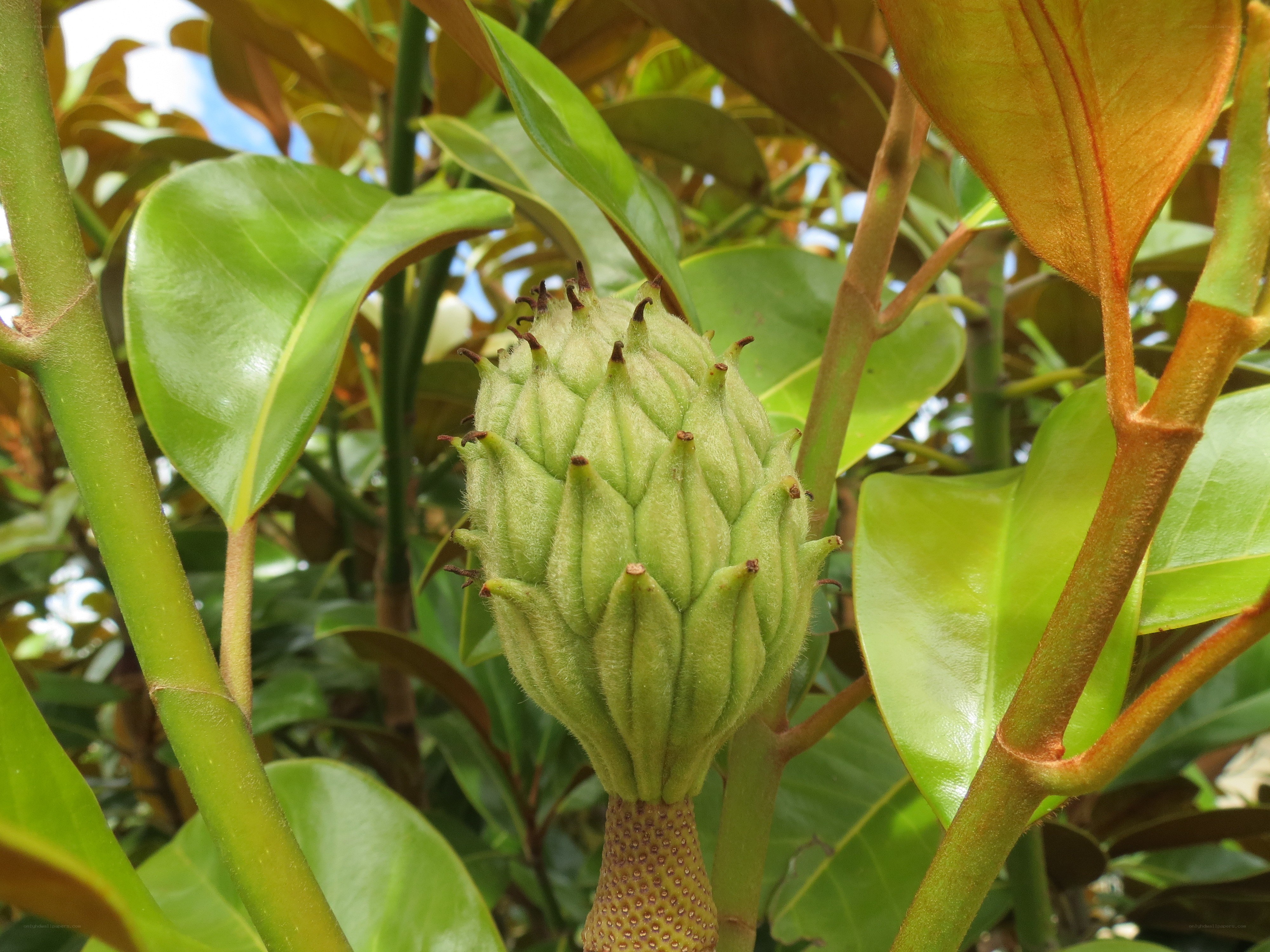 green magnolia bud
