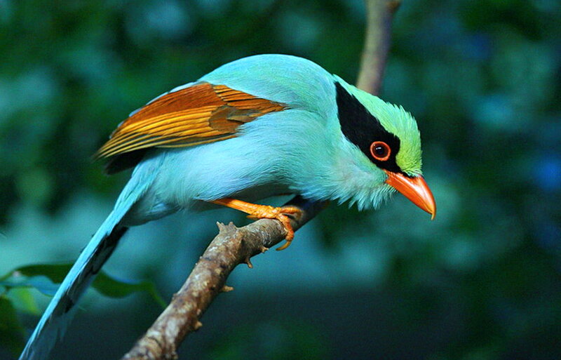 Green Magpie Bird