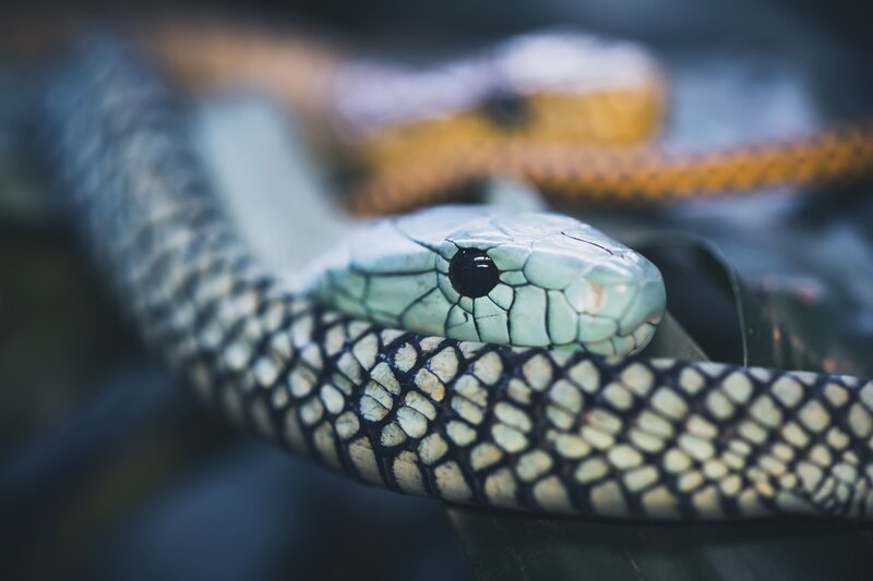 Green Mamba Snake — Calm, Photograph