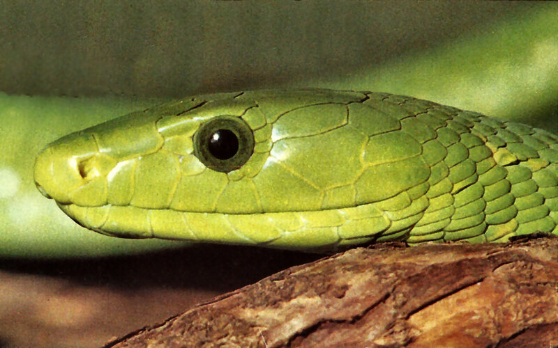 Green Mamba Snake — Calm