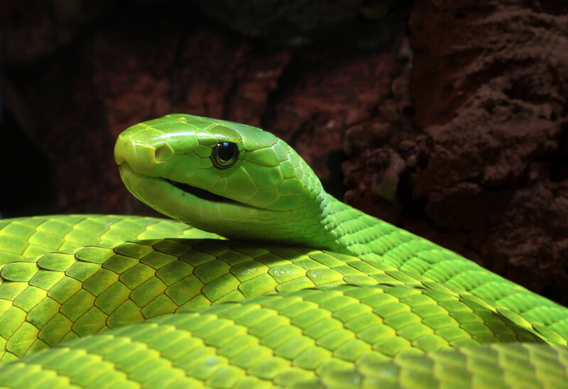Green Mamba Snake — Dramatic