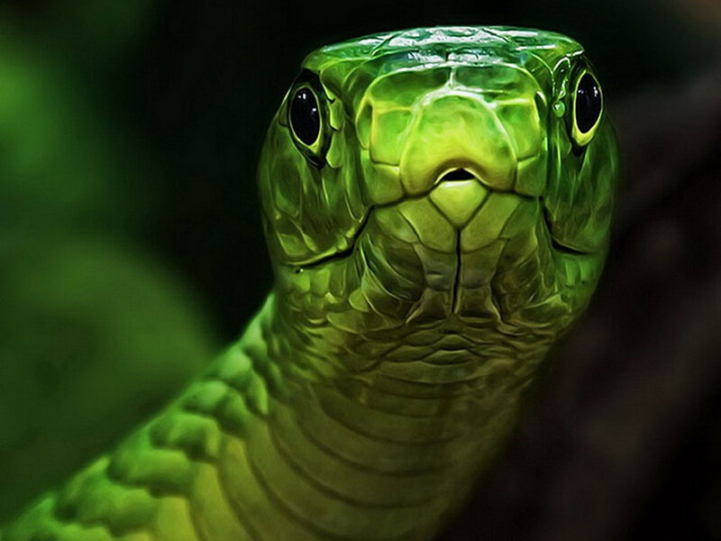 Green Mamba Snake — Intense