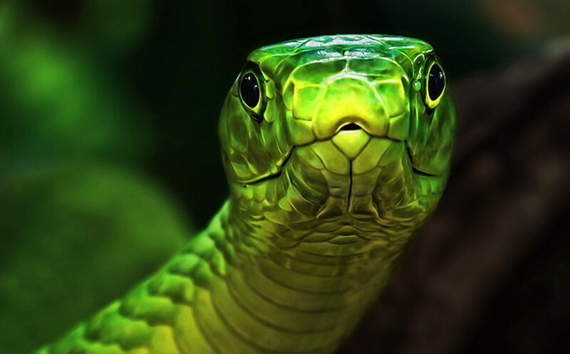 Green Mamba Snake