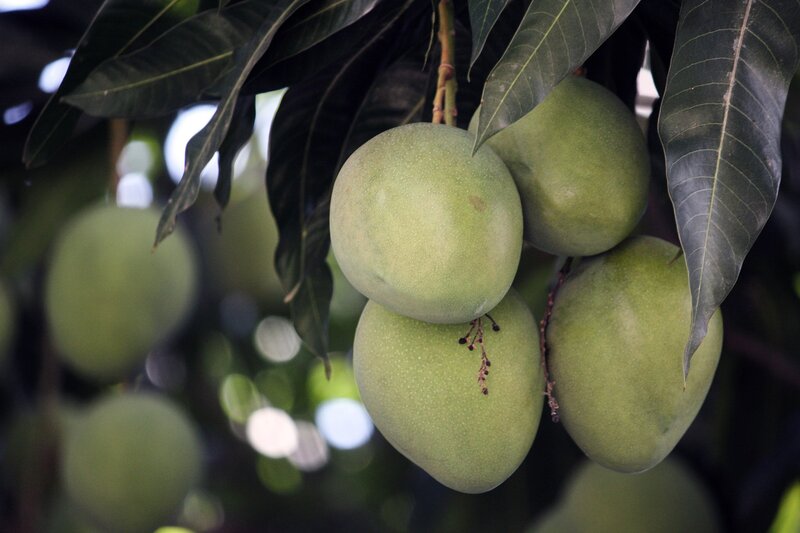 Green Mangoes on Tree — Natural, Afternoon, Photograph, Leaves