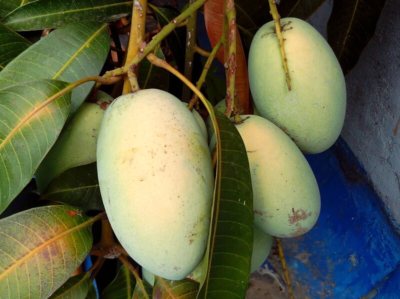 Green Mangoes on Tree — Natural