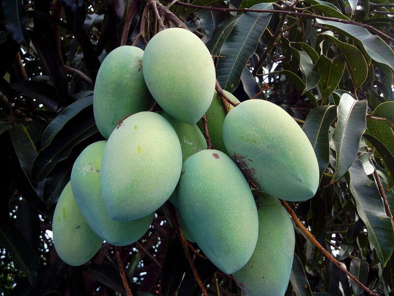 Green Mangoes on Tree