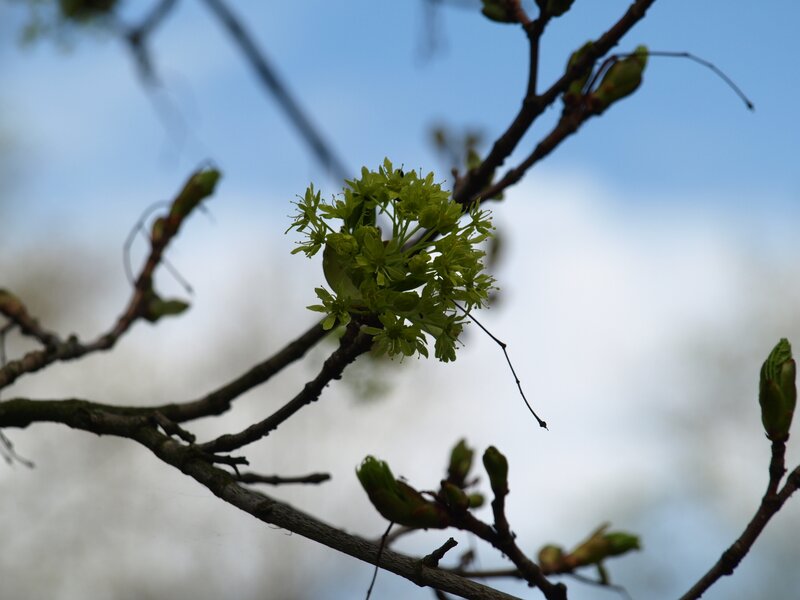 Green Maple Blossoms