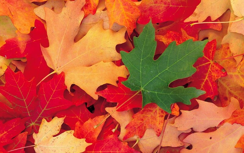 Green Maple Leaf Among Autumn Leaves — Red