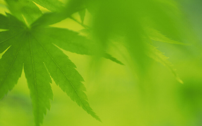 Green Maple Leaf — Background