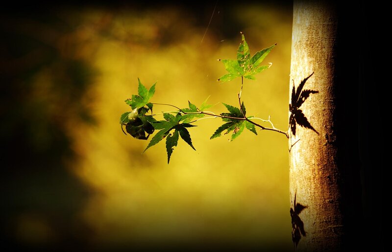 Green Maple Leaf Branch