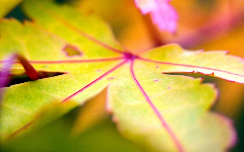 Green Maple Leaf — Calm, Autumn