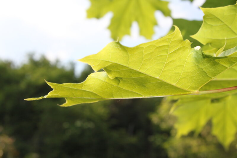 Green Maple Leaf — Calm