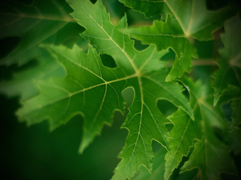 green maple leaf close-up