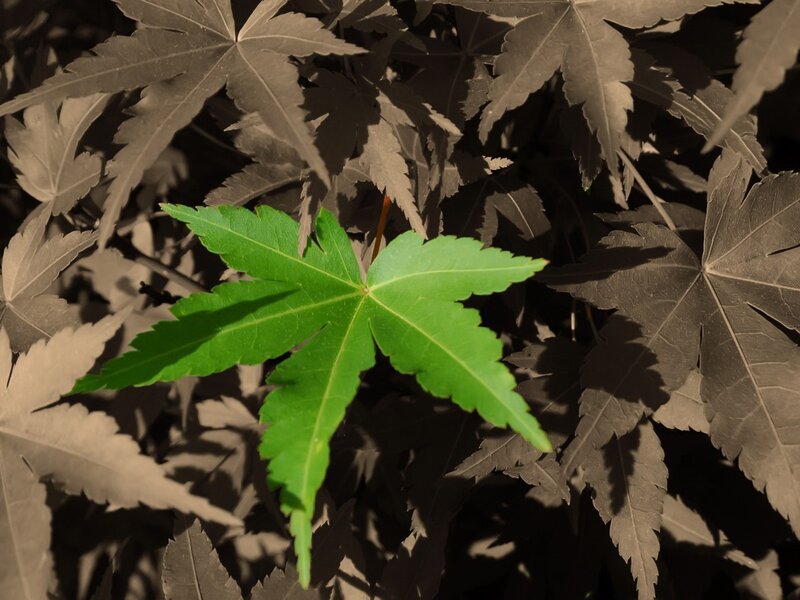 Green Maple Leaf — Dramatic, Afternoon, Photograph