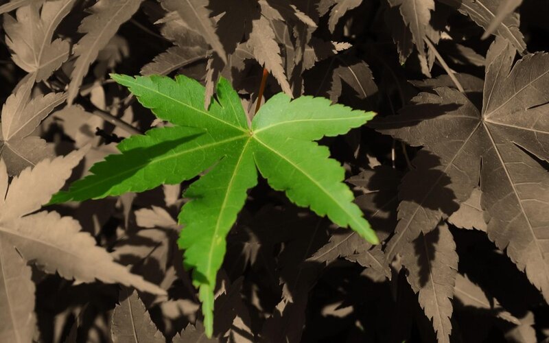 Green Maple Leaf — Dramatic, Photograph, Maple Leaves, Shadows